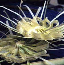 Indonesia - Floral Offerings